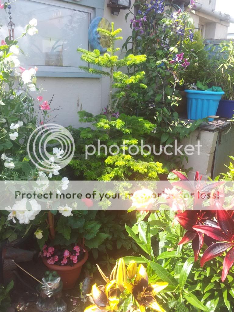http://i1300.photobucket.com/albums/ag97/Bev_Pounsett-Krynauw/0722-07-13_zpscd5738a5.jpg