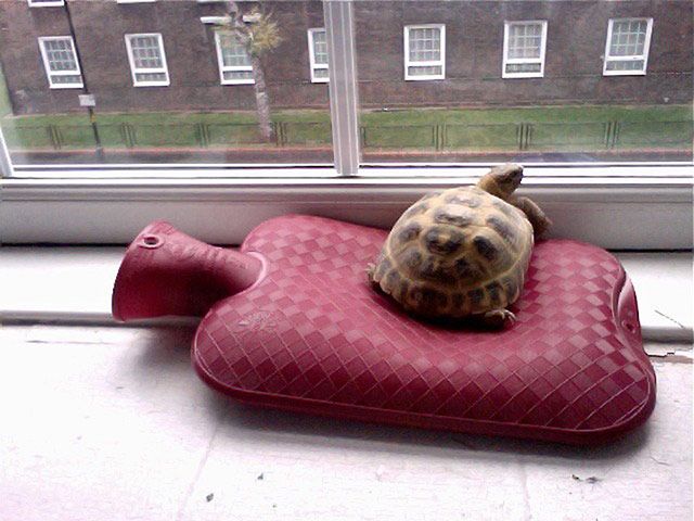 Tiniest pets  your best pictures  Cute tortoise Baby tortoise Pet turtle
