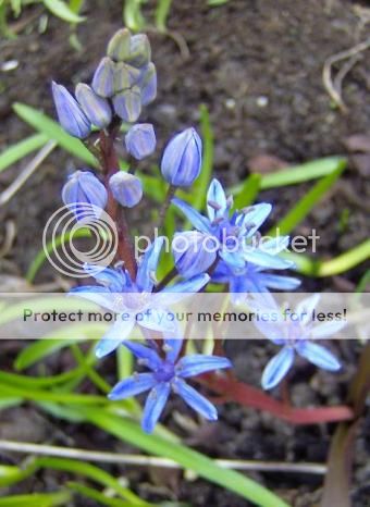 http://i1131.photobucket.com/albums/m551/lilylouise1/winterpics023.jpg