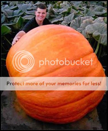 http://i1143.photobucket.com/albums/n627/thedogcody/pumpkin_88f.jpg