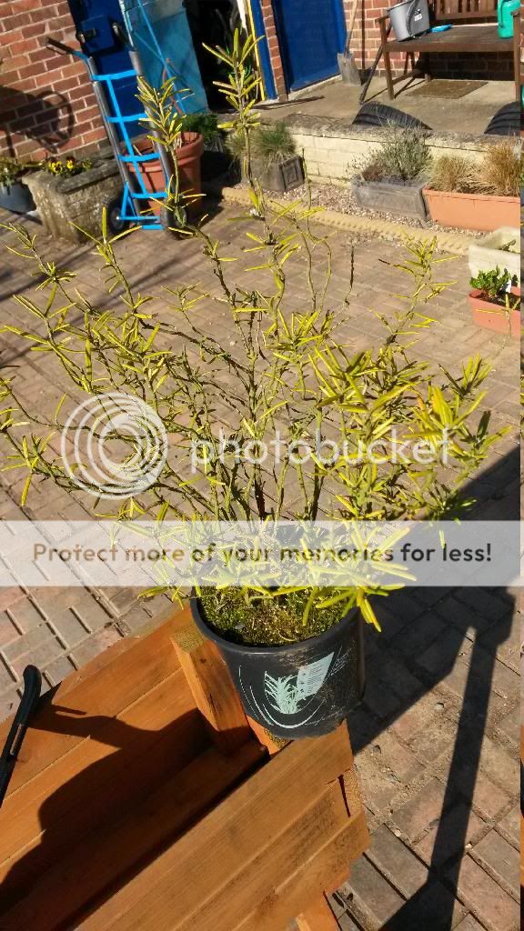http://i819.photobucket.com/albums/zz113/LadyClarington/20140309_105303_zps5fep8enw.jpg
