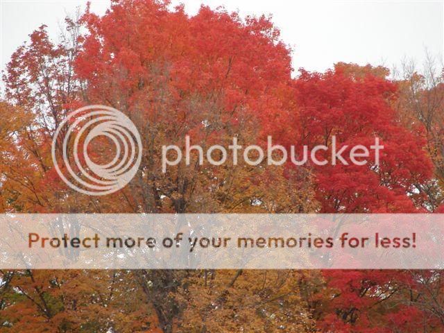 http://img.photobucket.com/albums/v11/otnorot/things/2.jpg