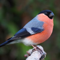 bullfinch