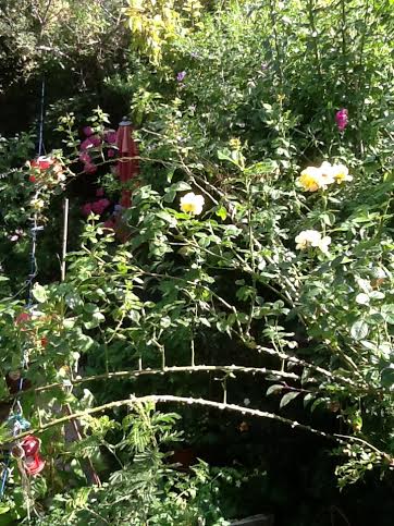 shazgarden