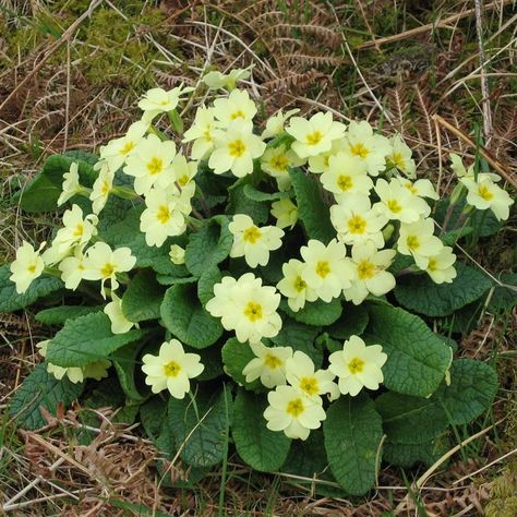 49 Primroses ideas  primroses primula flowers