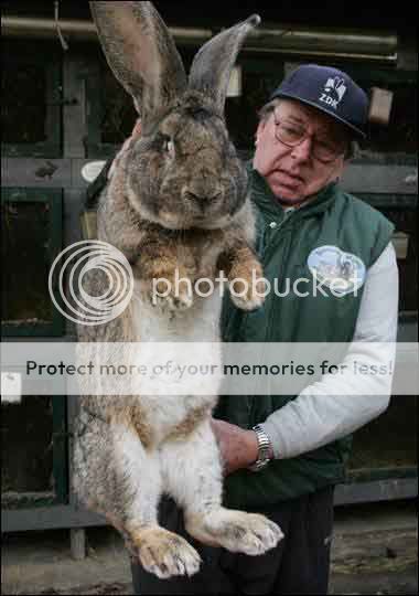 http://i1143.photobucket.com/albums/n627/thedogcody/giant-rabbit3_zps07e98f28.jpg