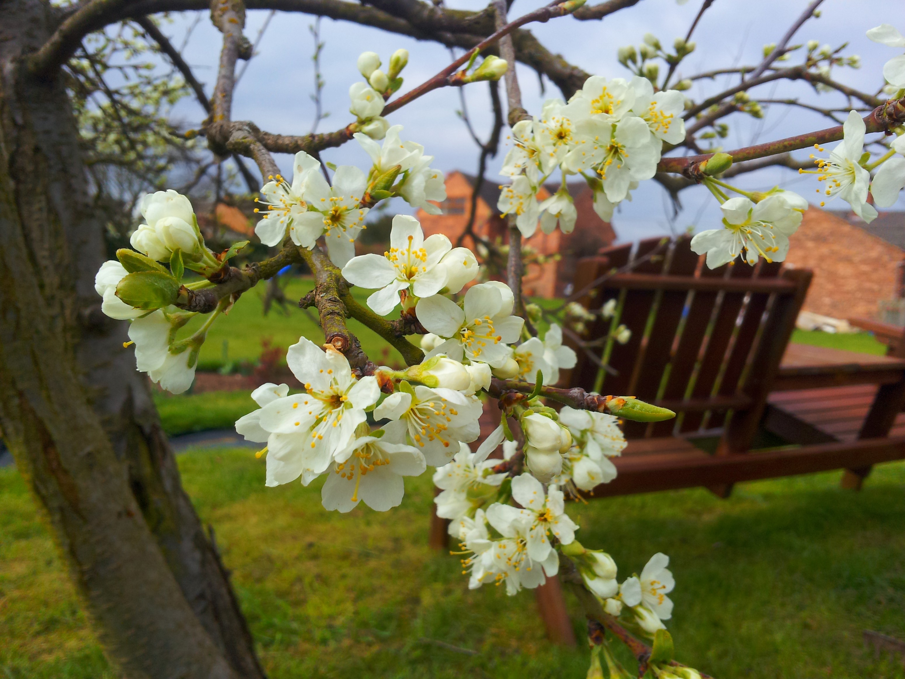 Tom Edwards (CottageGardening)
