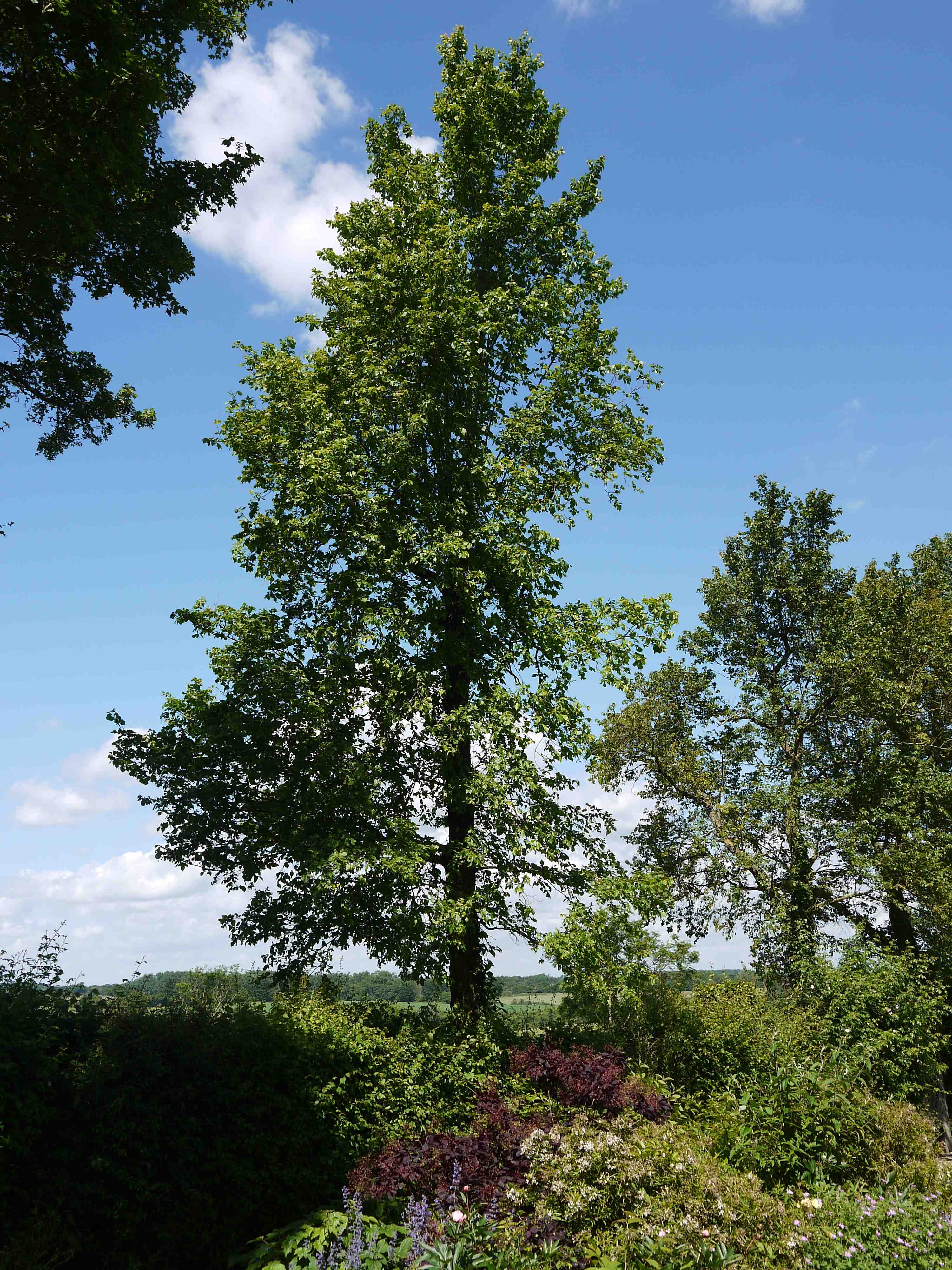 Peverels Gardens