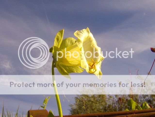 http://i1131.photobucket.com/albums/m551/lilylouise1/endofsummerflowers010.jpg