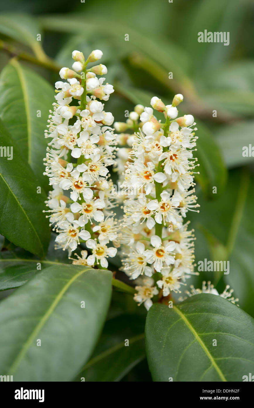 Image result for common laurel flower