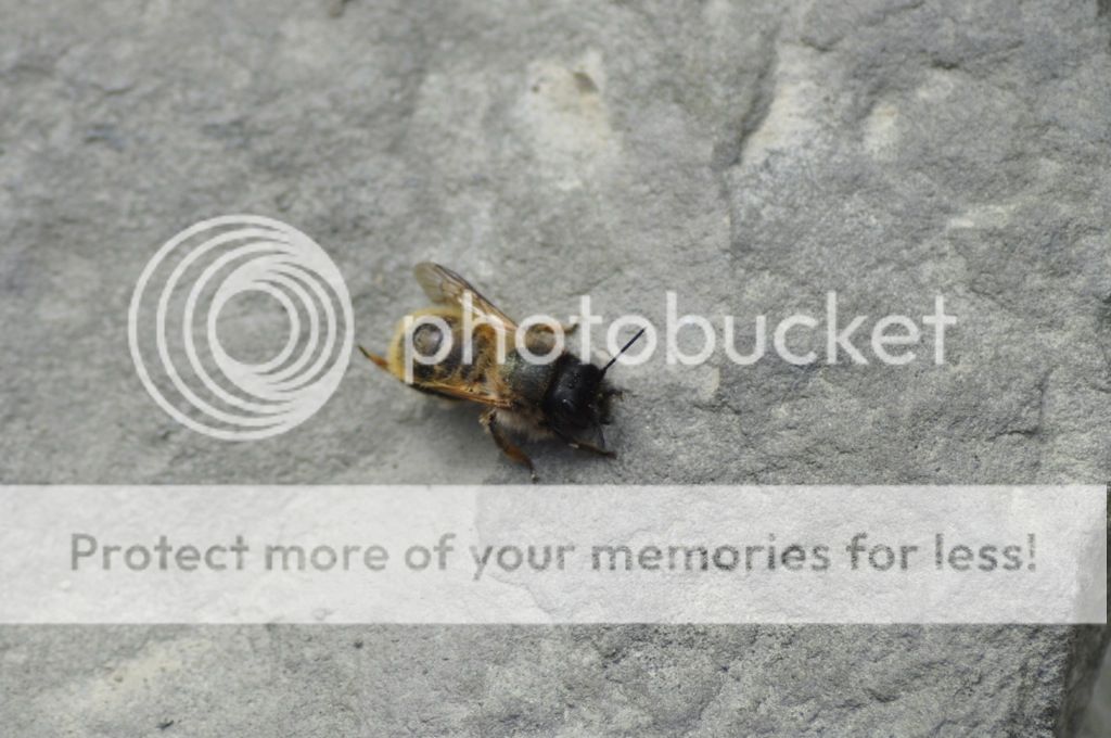 http://i232.photobucket.com/albums/ee192/thebear843/Garden/file_zps274d2d3a.jpg