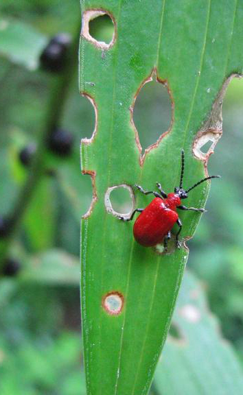 Image result for lily leaf beetle damage