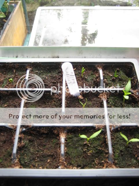 http://i1105.photobucket.com/albums/h342/figrat/gardenersworld/patheticpeppers.jpg