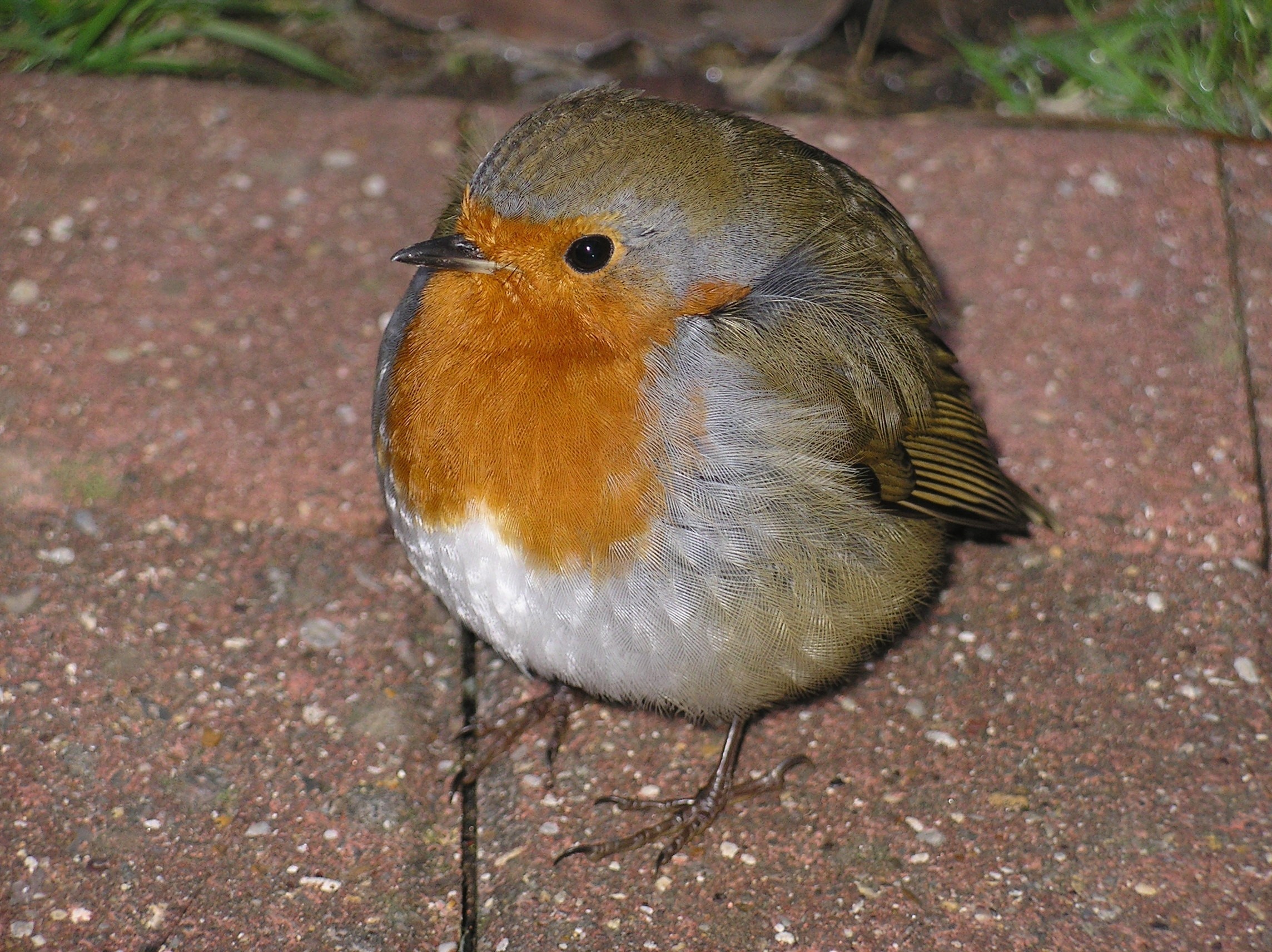 earlybirdellie