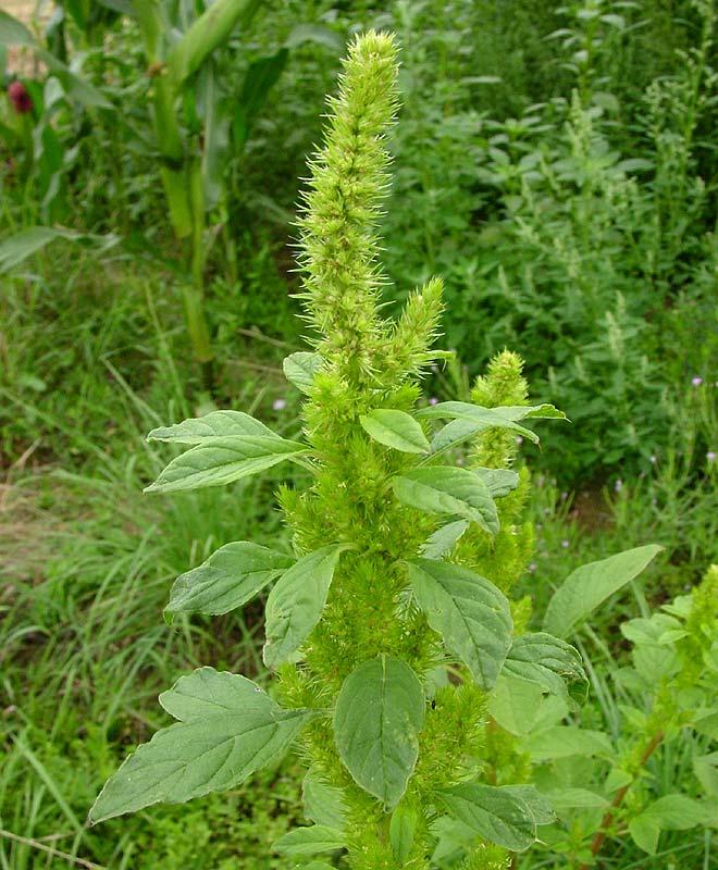 http://flora.nhm-wien.ac.at/Bilder-A-F/Amaranthus-powellii-bouch-1.jpg