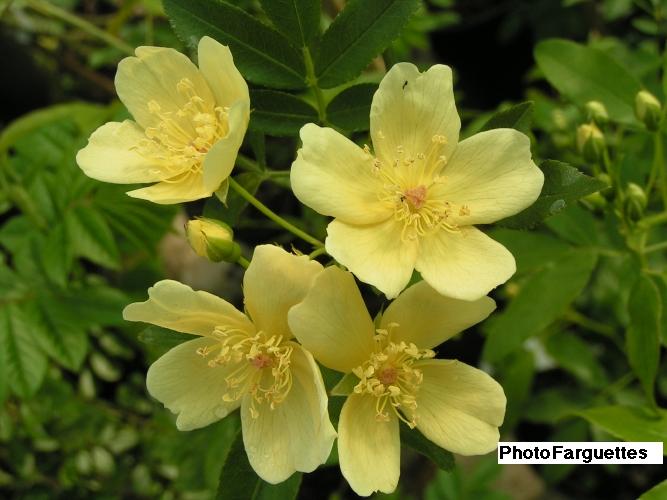 http://site.plantes-web.fr/bddplantes/img/grande/25482.jpg