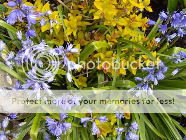 http://i1131.photobucket.com/albums/m551/lilylouise1/blueclematis011.jpg