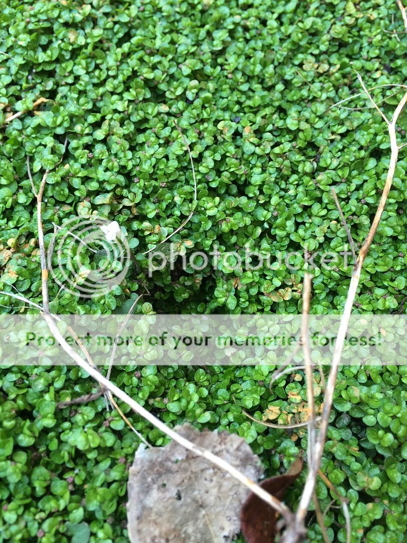 http://i1060.photobucket.com/albums/t456/leongrange/D21D8F91-7024-4B6B-BB0C-7C1DE0B58479_zpsvgcda57z.jpg