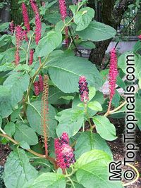 http://toptropicals.com/pics/garden/m1/raznozvet2/Phytolacca_sp173s.jpg