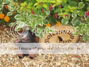 http://i50.photobucket.com/albums/f350/streptocarpus/molesandfairies024.jpg