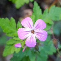 WildflowerAndy