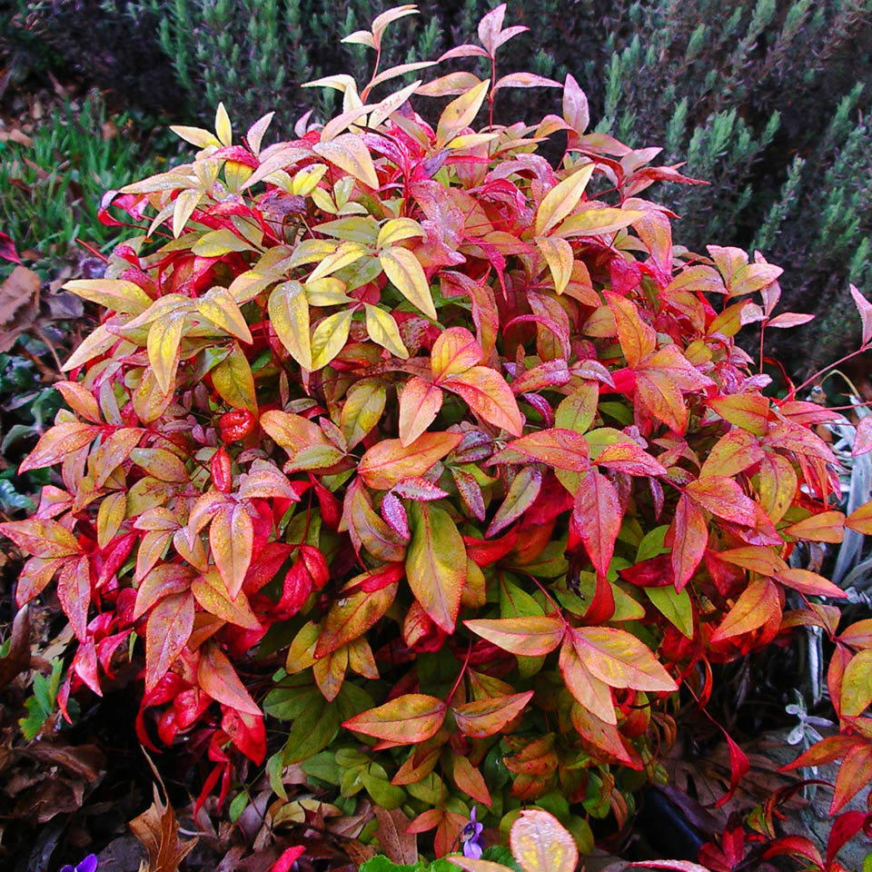 http://upload.wikimedia.org/wikipedia/en/f/f3/Plant-nandina-domestica-IMGP1261reduced.jpg