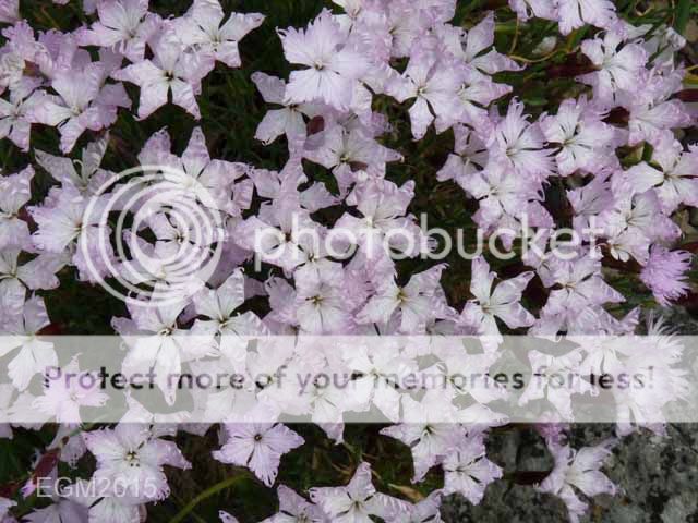 http://i703.photobucket.com/albums/ww32/Owdboggy/June%20misc%202015/June%20misc%202015%20008.jpg