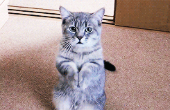 Image result for cat begging for food gif