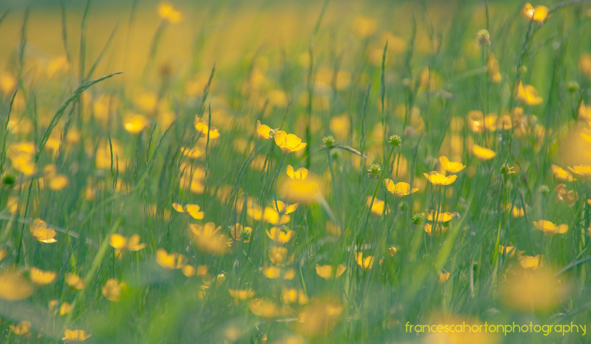 Hortus