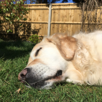 Frejaskibble