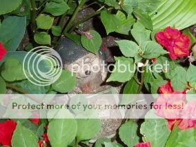 http://i50.photobucket.com/albums/f350/streptocarpus/molesandfairies005.jpg