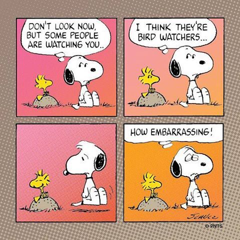 Daily Funnies on Instagram Haha this peanuts strip is so good snoopy  comic comics haha lol funny birdwatc  Snoopy comics Snoopy  cartoon Snoopy funny