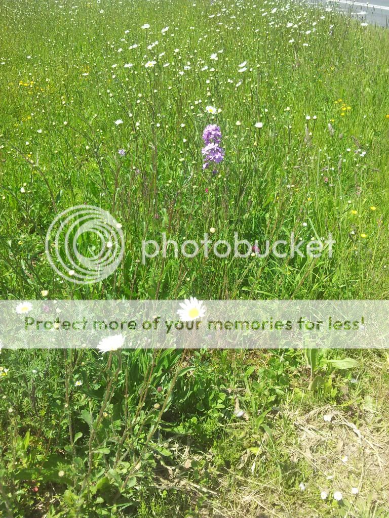 http://i1300.photobucket.com/albums/ag97/Bev_Pounsett-Krynauw/0405-06-13_zps8840eefd.jpg