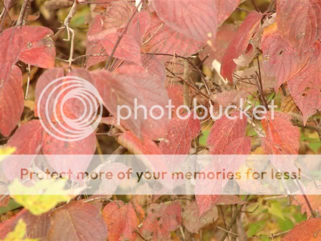 http://img.photobucket.com/albums/v11/otnorot/things/OctatDavesandothers032.jpg