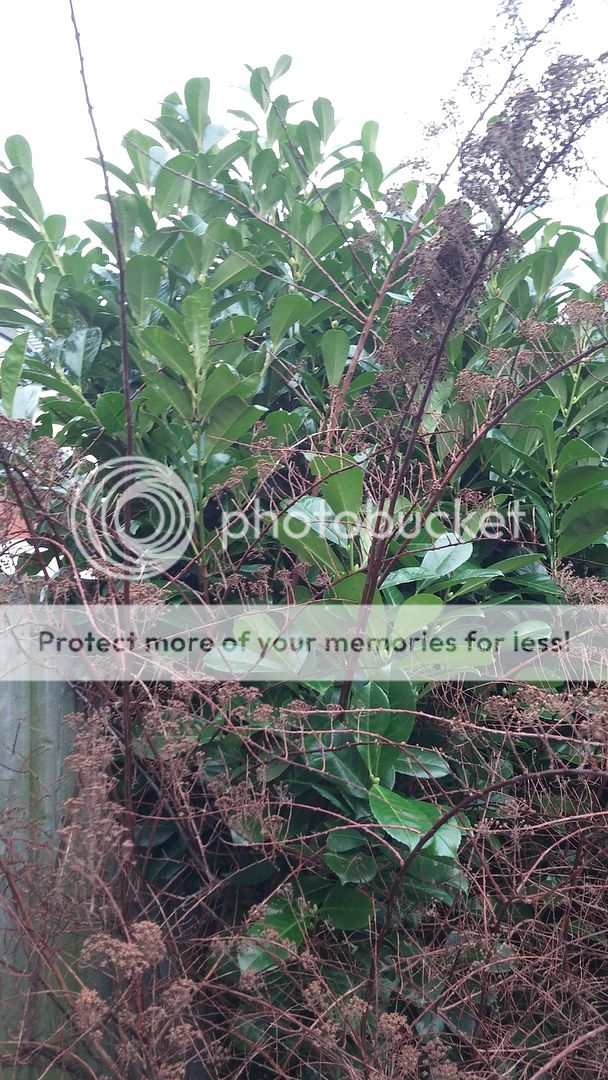 http://i83.photobucket.com/albums/j309/Cairnsie13/20160124_121545_zpsuan9fyu9.jpg