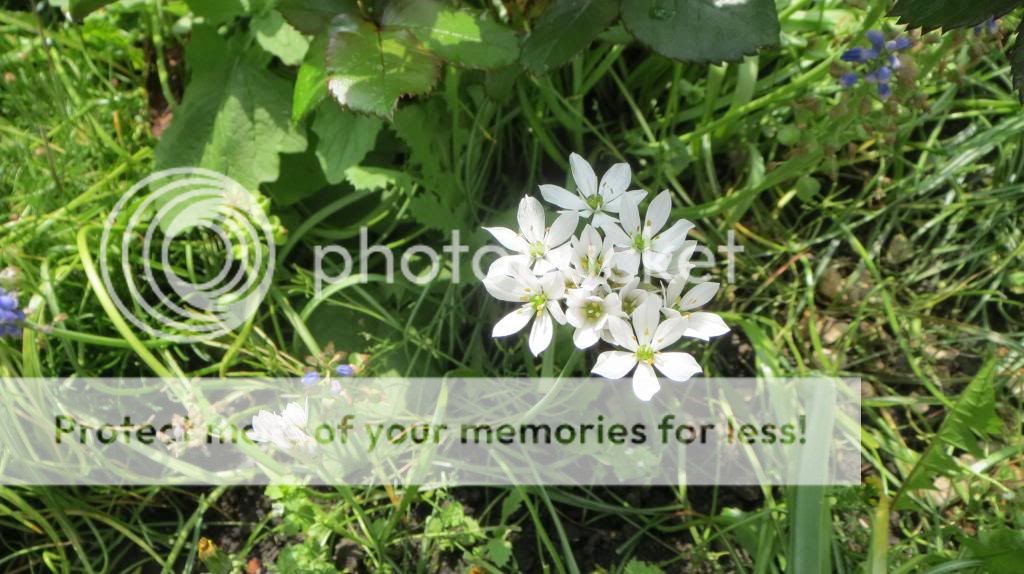 http://i1345.photobucket.com/albums/p677/LuluTheLurcher/001_zps4e8e9604.jpg