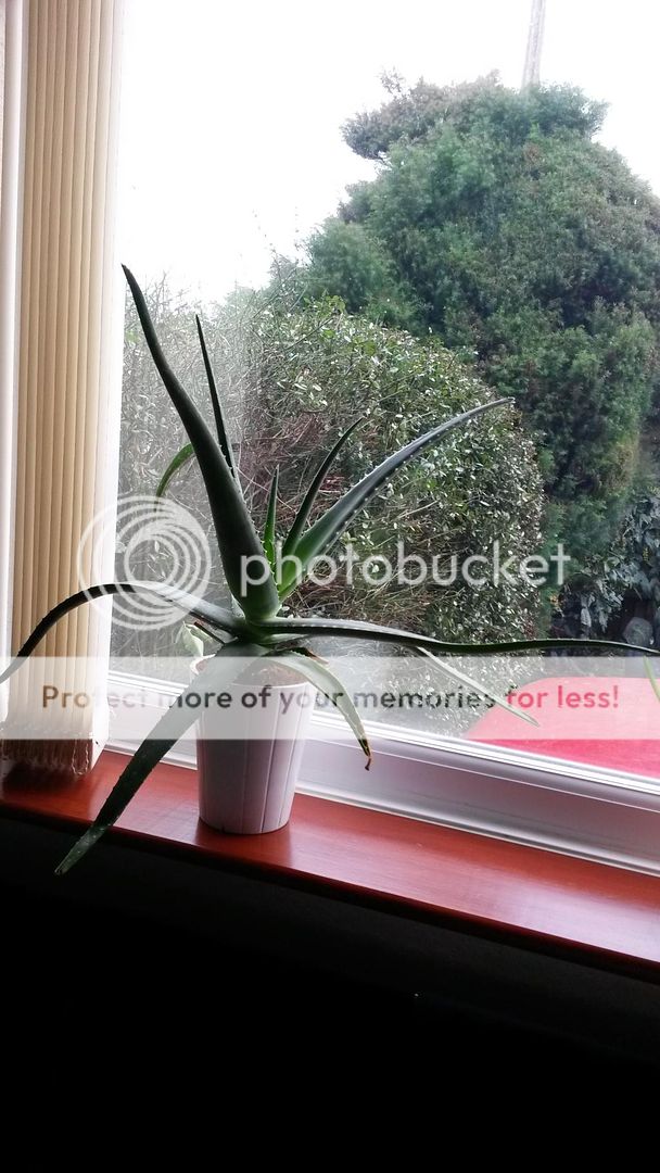 http://i819.photobucket.com/albums/zz113/LadyClarington/20150111_115739_zpsxbolbsos.jpg