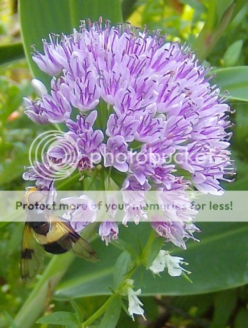 http://i1131.photobucket.com/albums/m551/lilylouise1/ghandbees050.jpg