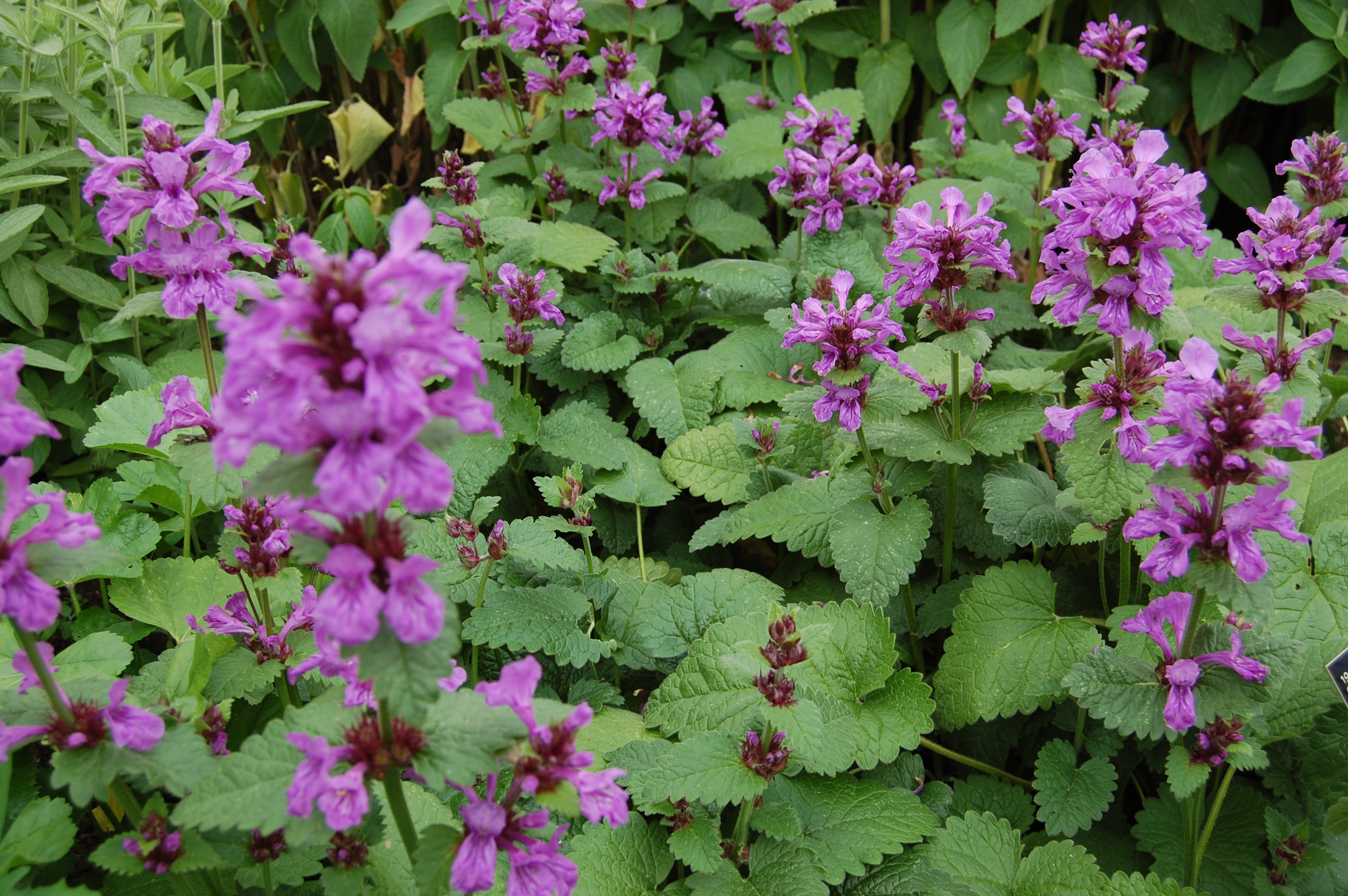 https://davisla3.files.wordpress.com/2013/07/stachys-macrantha.jpg