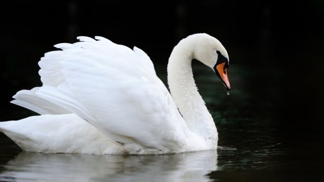 Image result for swan images