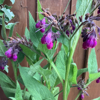 britishcomfrey36366