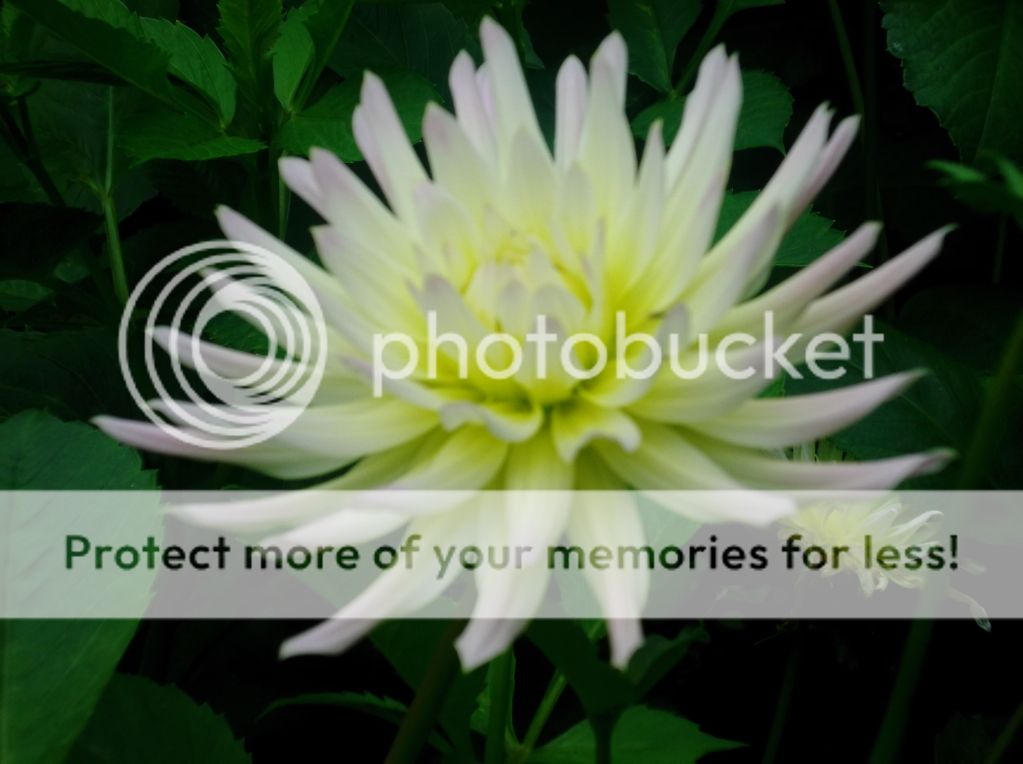 http://i1143.photobucket.com/albums/n627/thedogcody/DSCF2754.jpg
