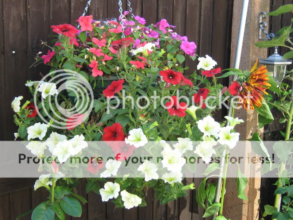 http://i826.photobucket.com/albums/zz184/rainjustlearning/Hanging%20Baskets%202010/IMG_0131.jpg