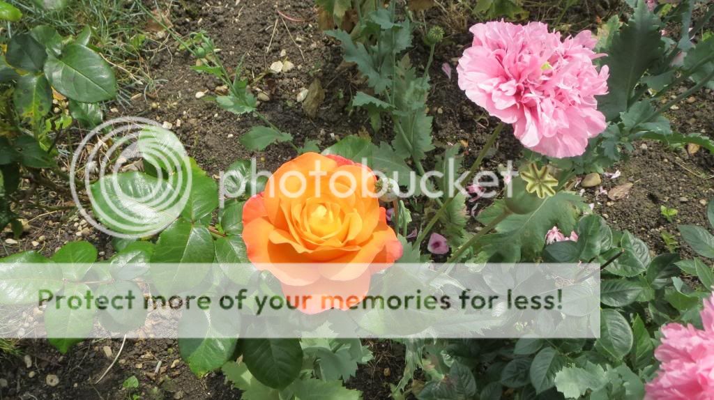 http://i1345.photobucket.com/albums/p677/LuluTheLurcher/001_zps9697fcf8.jpg