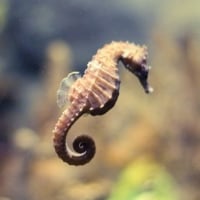 SeahorseFriend