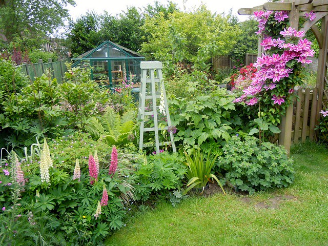 Clematis