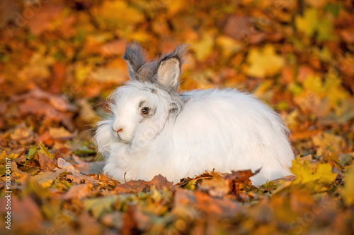 Image result for Autumn White rabbits images