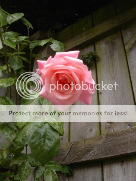 http://i1235.photobucket.com/albums/ff424/In-The-Frame/Pink%20rose%20climber%20High%20Hopes/PinkroseclimberHighHopes-1_ed64KB.jpg