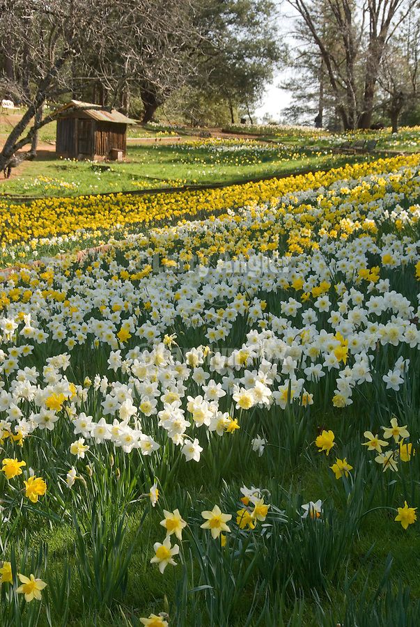 McLaughlins Daffodil Hill at the peak of the daffodil bloom of spring  near Volcano Amador County Calif  Spring scenery Daffodils Amador  county