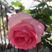 Gardening_in_Milan